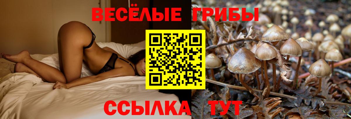 Галлюциногенные грибы Cubensis  Вход с VPN  Ахтубинск 